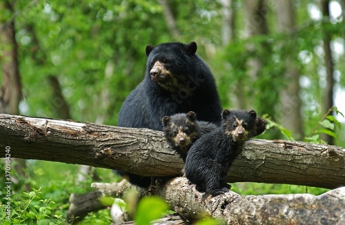 Spectacled Bear, tremarctos ornatus, Mother with Cub © slowmotiongli