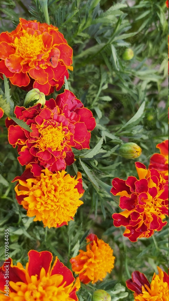 red-orange flowers close-up