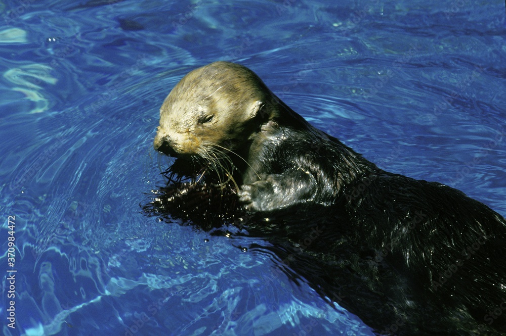 Obraz premium Sea Otter, enhydra lutris