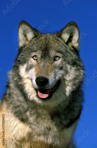 North American Grey Wolf  canis lupus occidentalis  Portrait of Adult  Canada