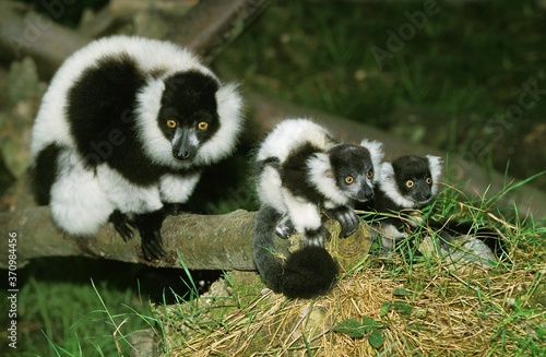 Black and White Ruffed Lemur, varecia variegata variegata, Mother with Babies photo