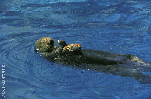 Sea Otter, enhydra lutris, Adult standing on its Back, Eating Crab 067731 Gerard LACZ Images
