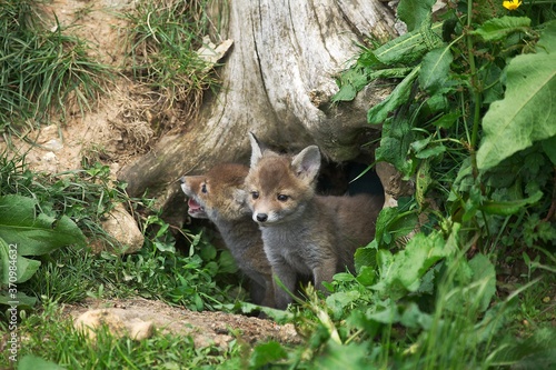 Obraz na plátně Red Fox, vulpes vulpes, Pup standing at Den Entrance, Normandy