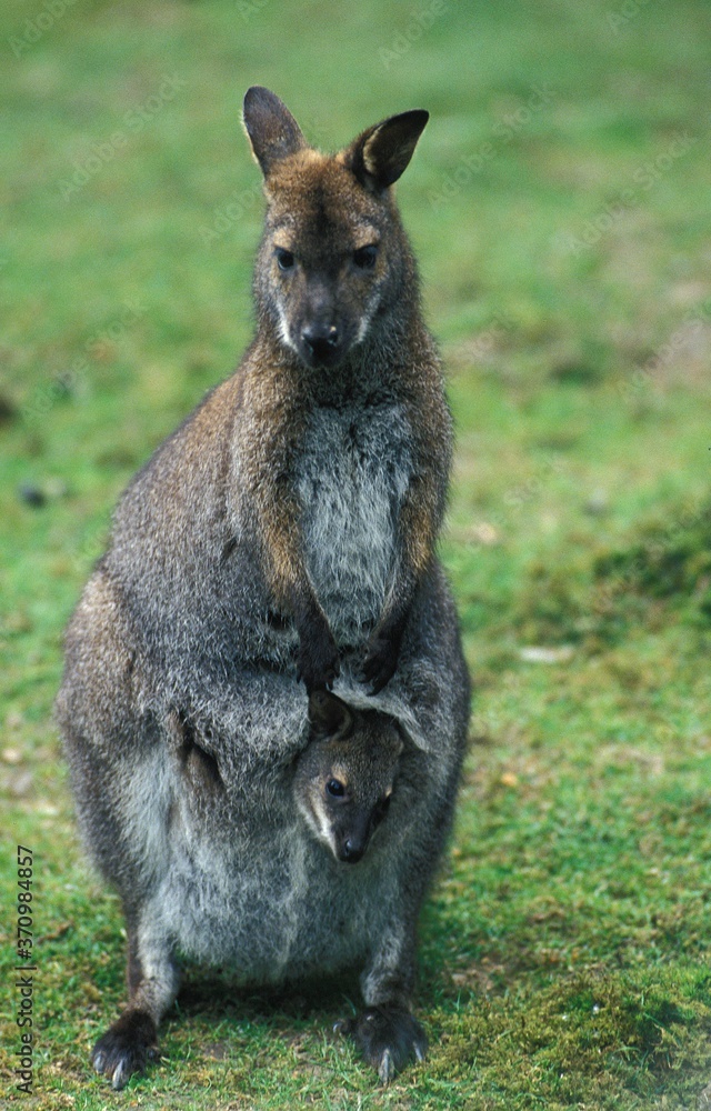 Bennett's Wallaby, macropus rufogriseus, Mother with Joey in Pouch Bennett's Wallaby, macropus rufogriseus, Mother with Joey in Pouch