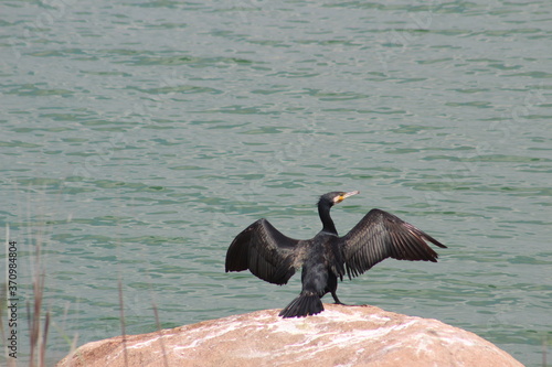 little cormorant