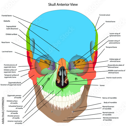 the bones of the head, skull the names of the cranial bones. Anterior view.
