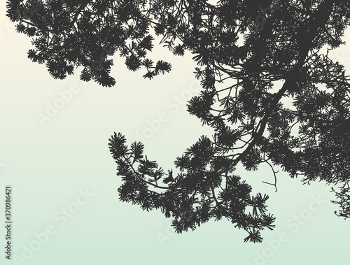 Vector image of silhouette branches of pine tree in spruce forest