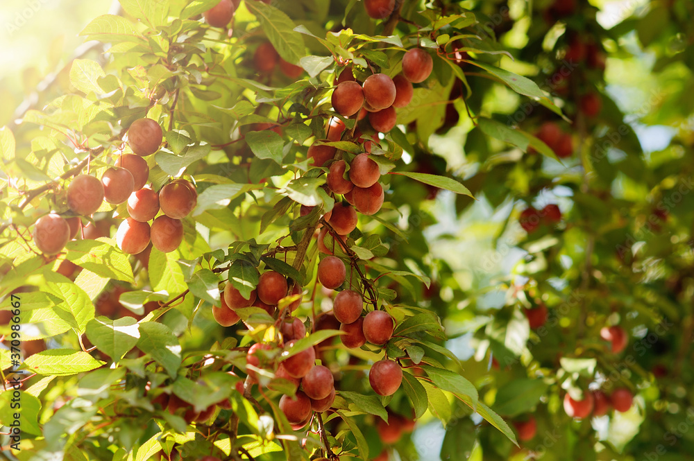 Ripe Juicy red plums in summer garden on branch. colorful summer background. Ripe Juicy red plums in summer garden on branch. colorful summer background.