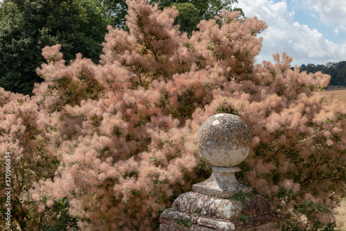 Smoke tree photo