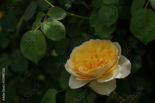 Light Cream Flower of Rose 'Charlotte' in Full Bloom
