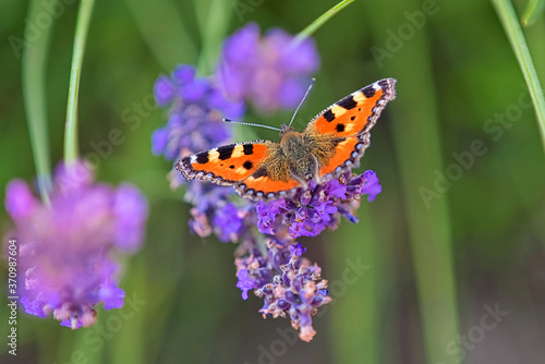 Small Tortoiseshell butterfly (Aglais urticae) sits on lavender flowers in summer