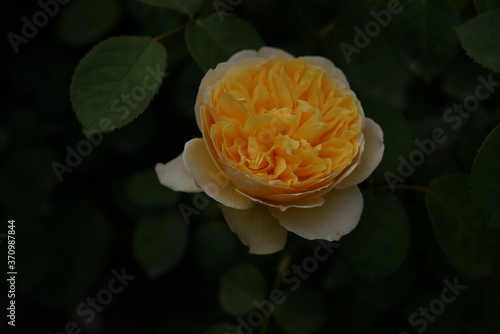 Light Cream Flower of Rose 'Charlotte' in Full Bloom
