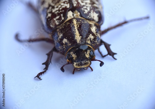 Head detail of a female fullo beetle (Polyphylla fullo).