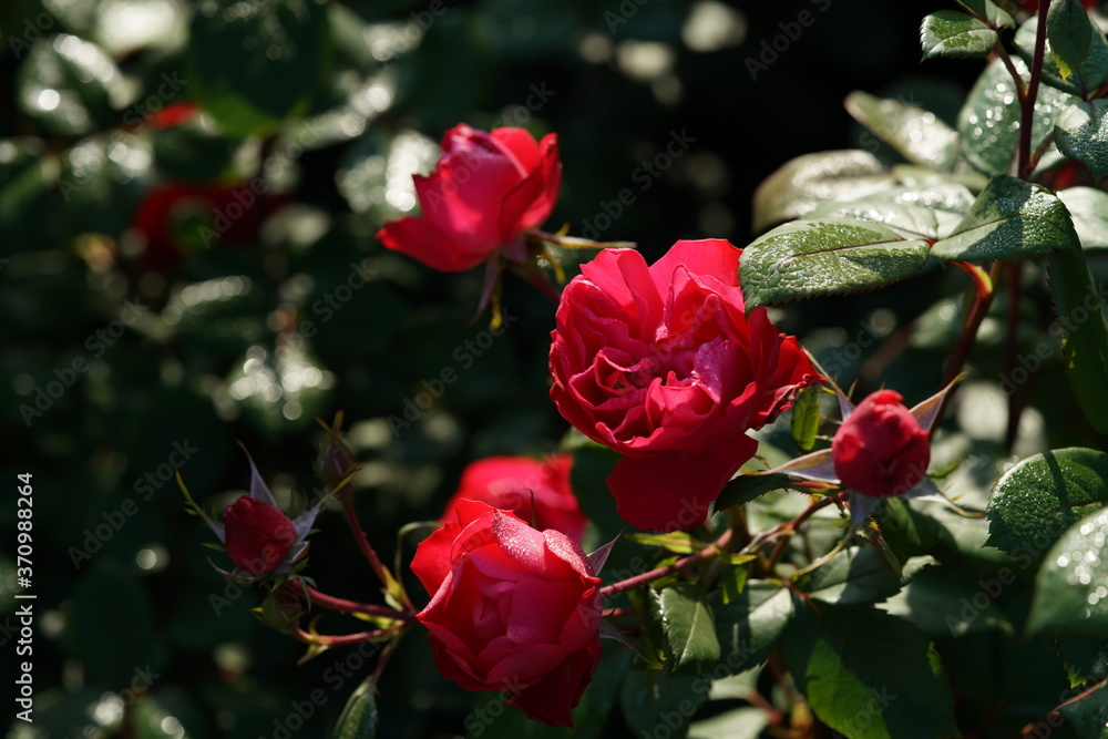 Red Flower of Rose 'Cherry Bonica' in Full Bloom
