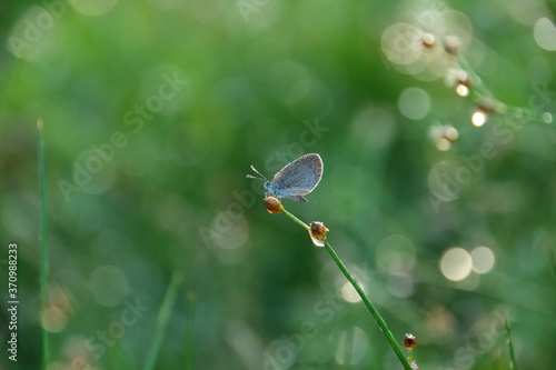 Wallpaper Mural lesser grass blue on grass Torontodigital.ca