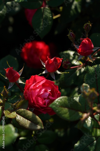 Red Flower of Rose 'Cherry Bonica' in Full Bloom
