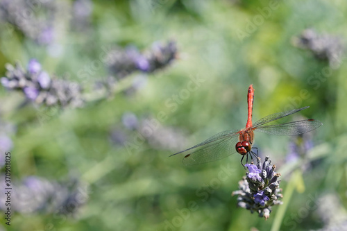 dragonfly on a lavender flower