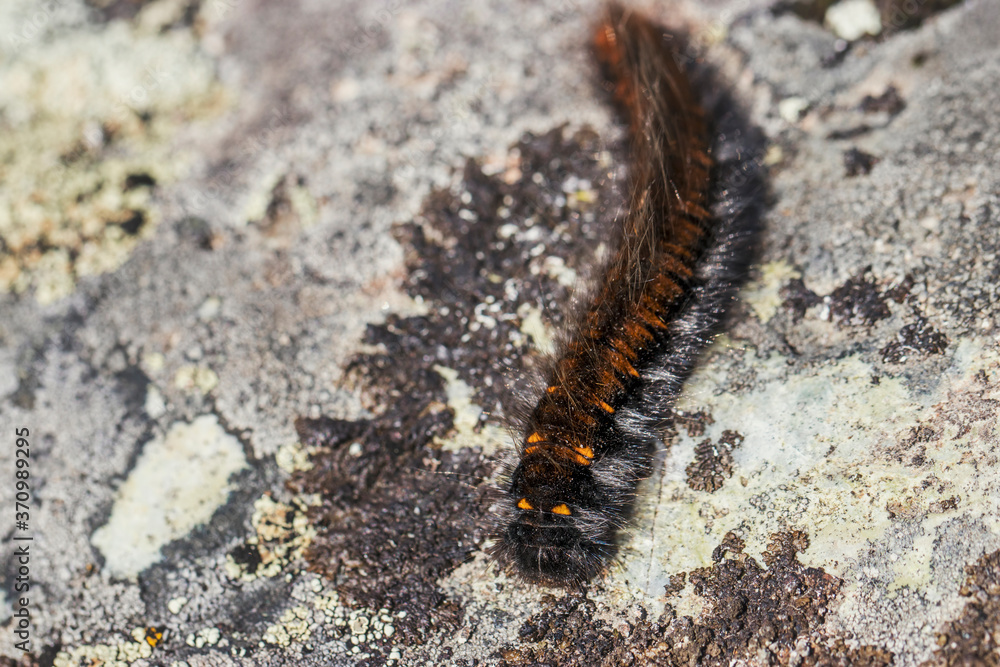 A shaggy black caterpillar with an orange stripe close-up on a gray stone. Macro photo of insects. A shaggy black caterpillar with an orange stripe close-up on a gray stone. Macro photo of insects.