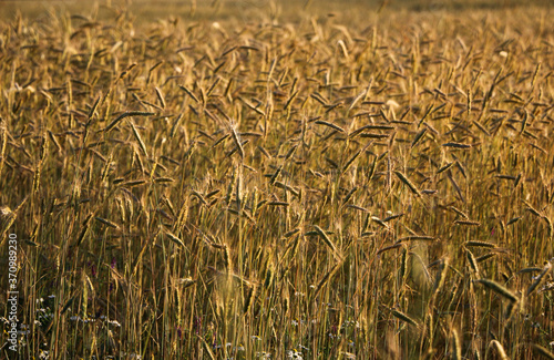 golden ripe wheat on  bright sunny summer day. cereal field of ripe wheat in bright sunlight  against  blue sky. ripe ears of wheat  with golden grains and long tendrils.