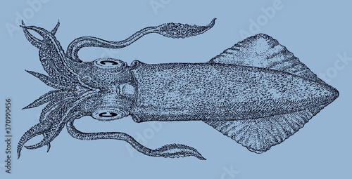Indian squid uroteuthis duvaucelii from West Pacific and Indian Ocean in underside view isolated on blue background, after antique illustration from 19th century