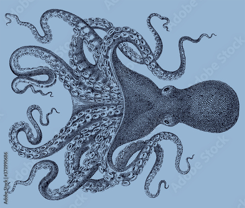 Octopus verrucosus from Southeast Atlantic Ocean isolated on blue background, after antique illustration from 19th century