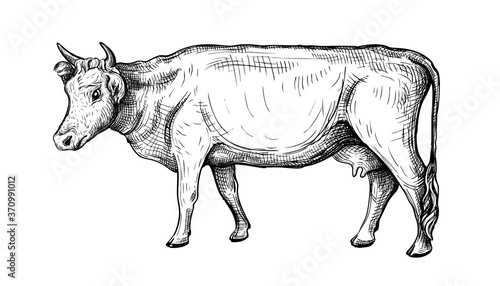 Hand-drawn vector illustration of a cow isolated on a white background. Side view. Animal husbandry. Black and white sketch