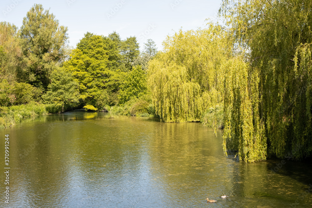Fototapeta premium Weeping willow trees surround a river pool in summer. Classic england, country scene.