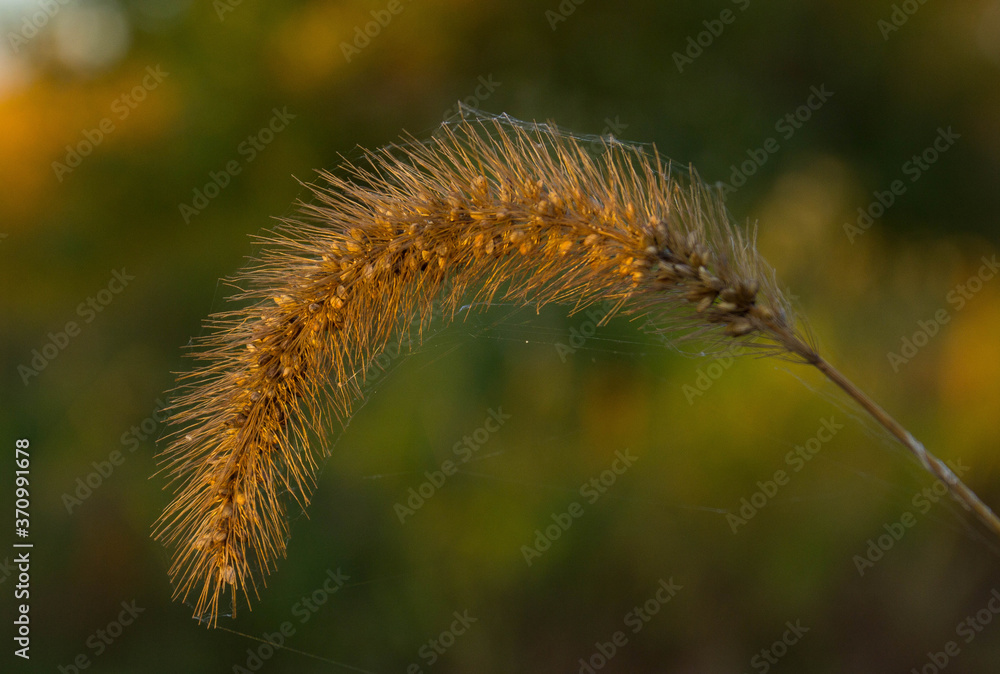 caterpillar on a flower