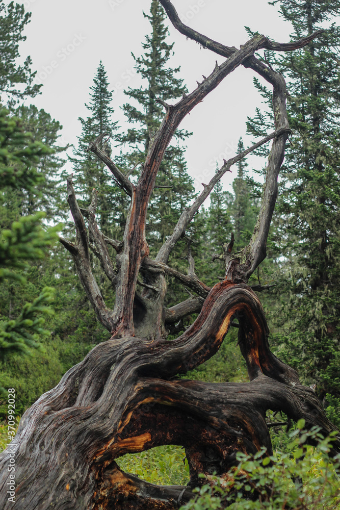 tree in the forest tree in the forest