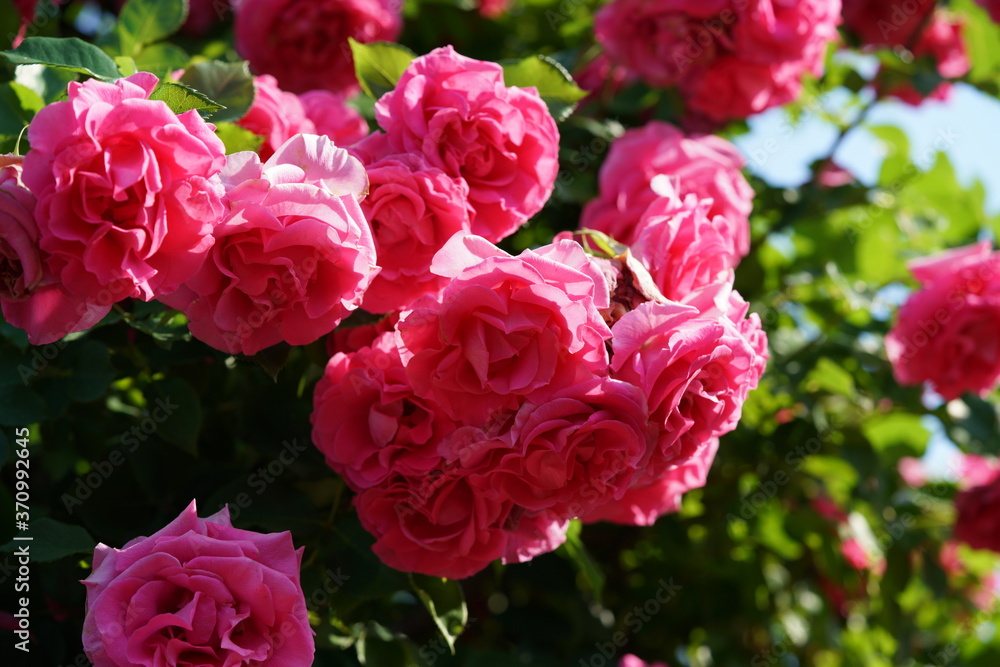 Pink Flower of Rose 'CI. Roseurara' in Full Bloom
