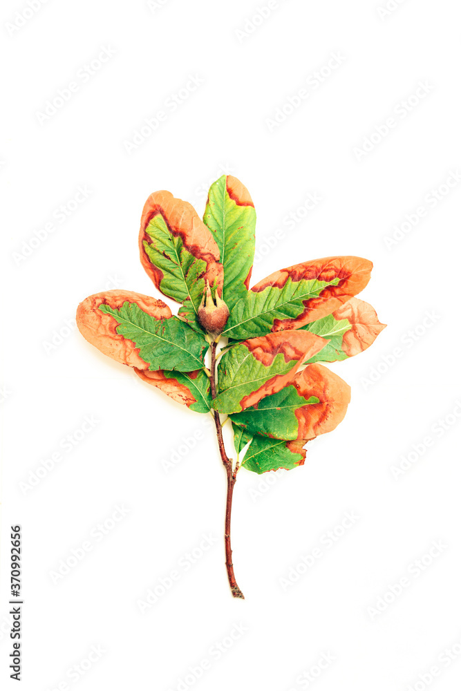 Fototapeta premium Green and orange autumn branch, pomegranate on white background. Color leaves isolated on white background.
