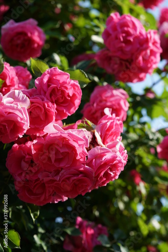 Pink Flower of Rose 'CI. Roseurara' in Full Bloom 