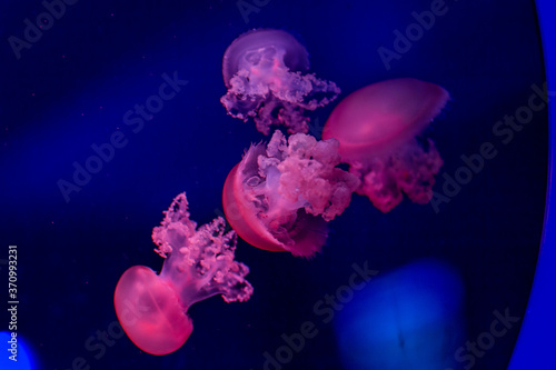 jelly fish in the aquarium