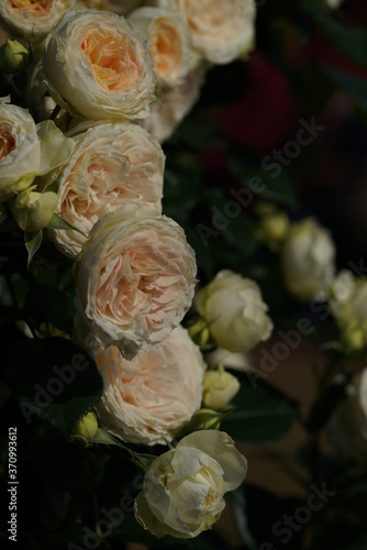 White Flower of Rose 'Clarice' in Full Bloom
 photo