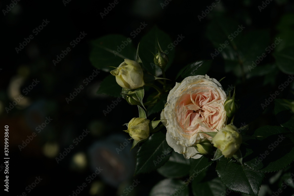 White Flower of Rose 'Clarice' in Full Bloom
