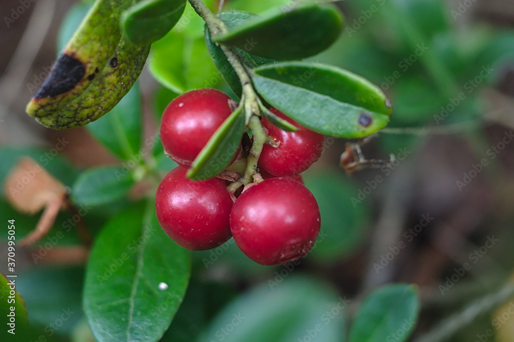 cranberry berries turn red on a twig cranberry berries turn red on a twig