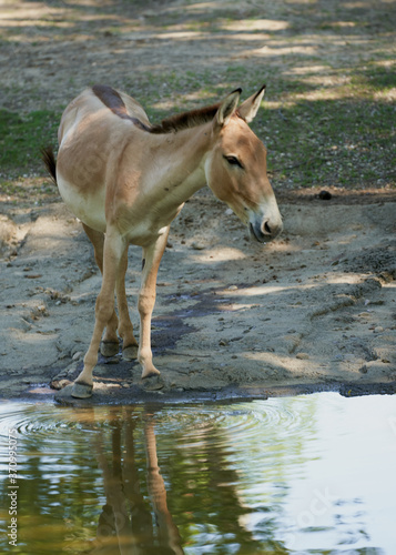 donkey in water