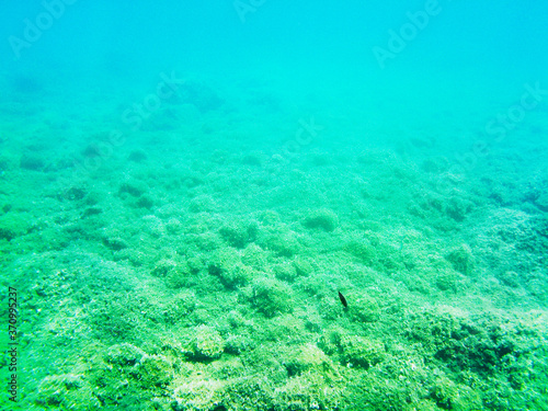 Fototapeta Naklejka Na Ścianę i Meble -  View of the seabed with the typical flora during a scuba exploration