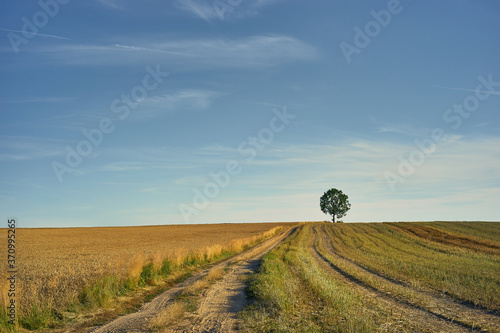 A sunny, August rural landscape with a sandy road leading to a lonely tree among the fields.