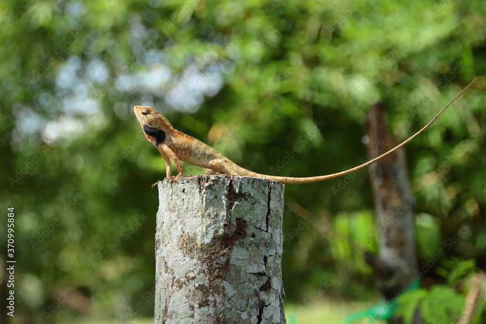 Fototapeta premium lizard on a tree