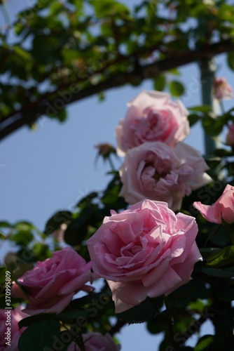 Light Pink Flower of Rose  Conrad Ferdinand Meyer  in Full Bloom 