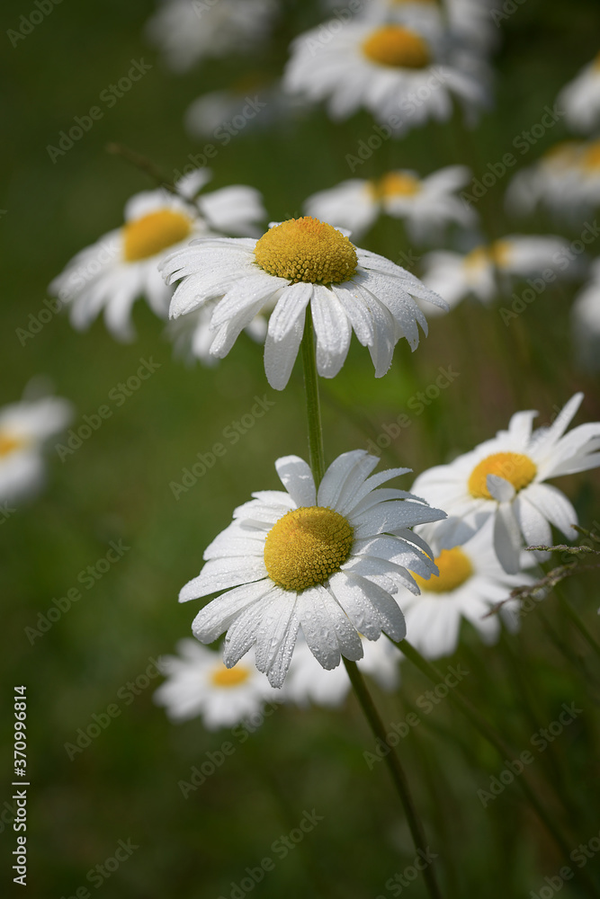 Fototapeta premium Many white garden daisies with yellow center close-up