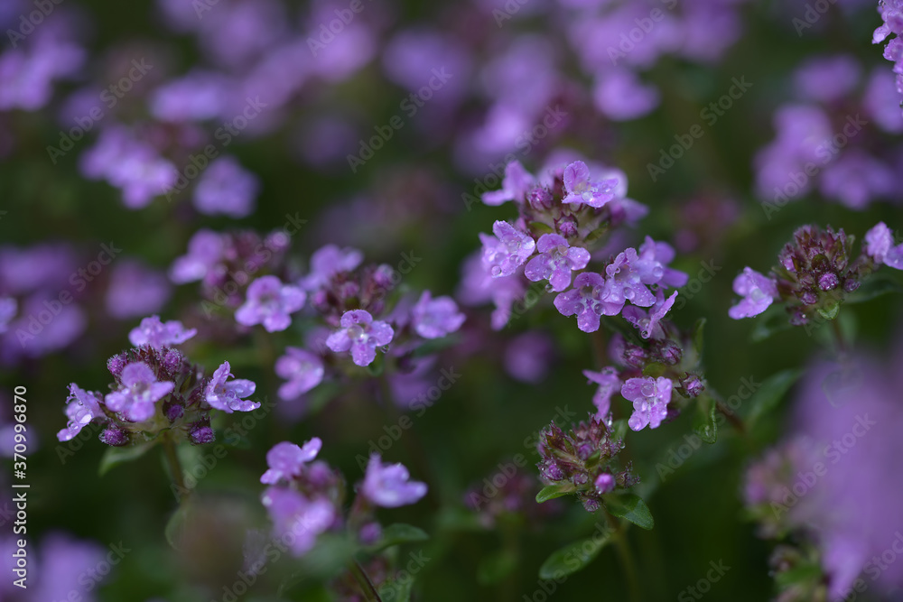 Fototapeta premium Small purple flowers of fragrant thyme