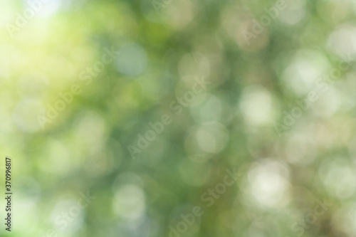 Green leaf bokeh pattern background for design. Abstract blur green color for background,blurred and defocused effect spring concept