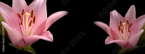 Zbliżenie - różowa lilia na czarnym tle. Eleganckie kwiaty na czarnym tle - lilie azjatyckie na specjalne okazje z miejscem na wklejenie tekstu lub obrazów. 