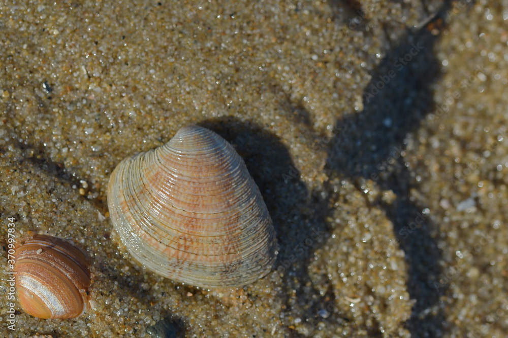 Ein orangene Muschel mit weißen Streifen und eine weiße Muschel mit orangene Flecken liegen auf dem nassen Sand und werden von der Sonnenuntergangs Licht beleuchtet. Ein orangene Muschel mit weißen Streifen und eine weiße Muschel mit orangene Flecken liegen auf dem nassen Sand und werden von der Sonnenuntergangs Licht beleuchtet.