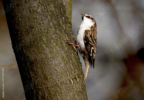 Pełzacz leśny Certhia familiaris