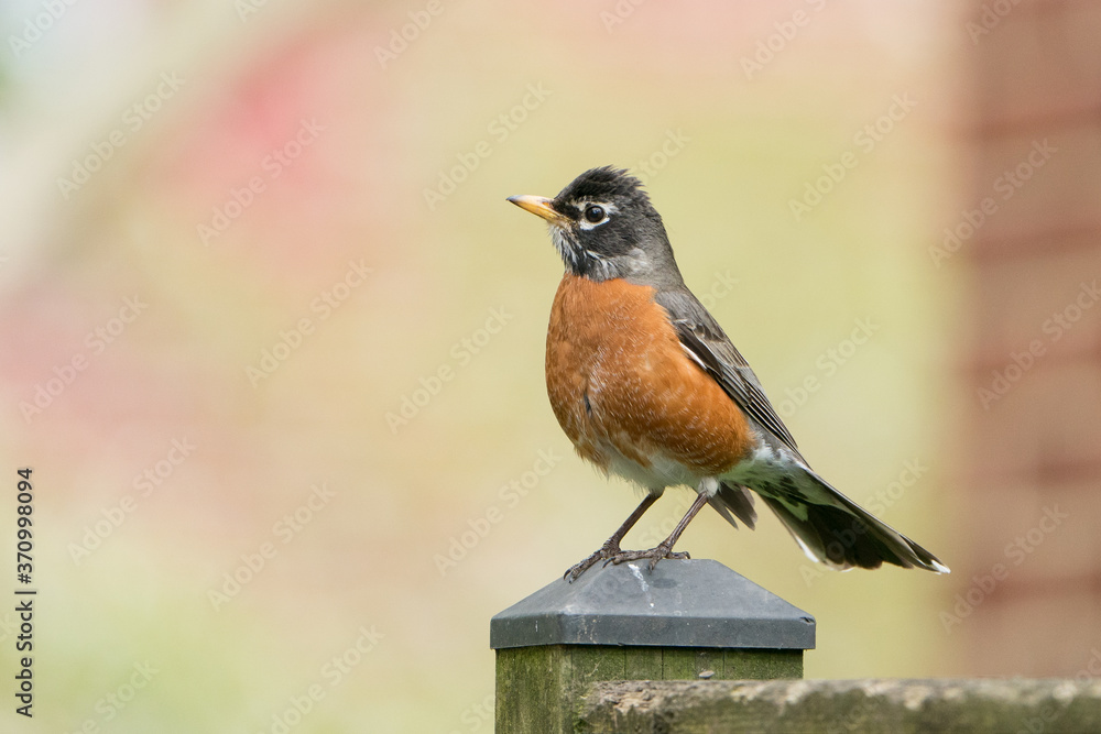 Fototapeta premium Robin Perched on Fence Post