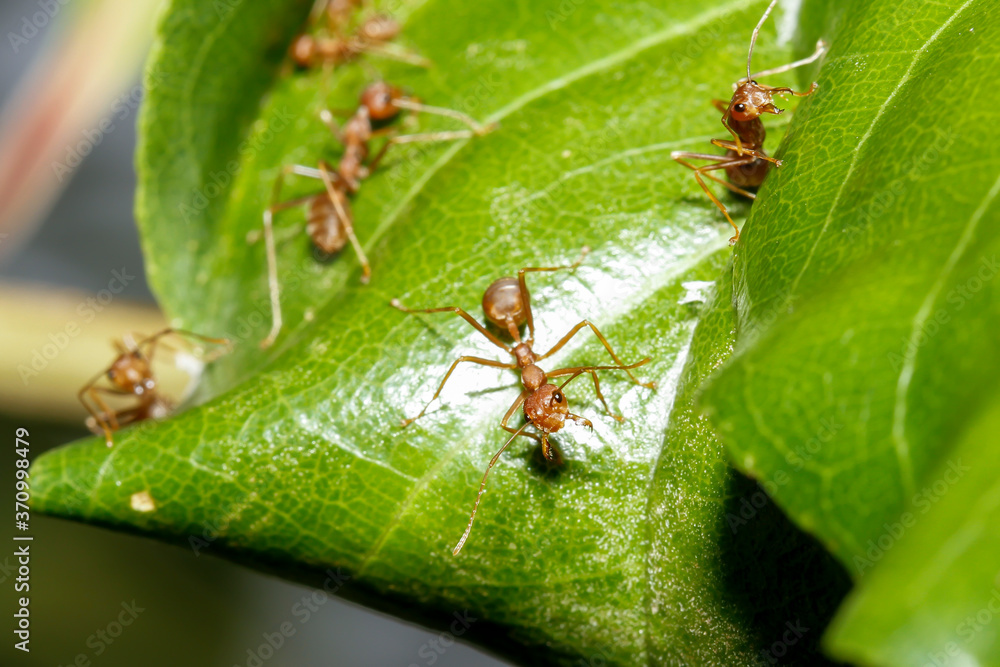 Close up red ant on green leaf in nature at thailand Close up red ant on green leaf in nature at thailand