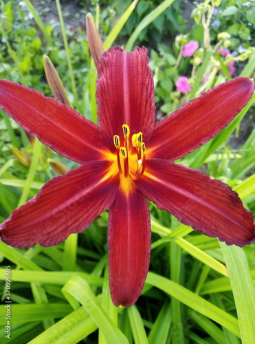 flower in the garden